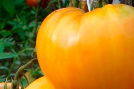 Томаты король сибири: Как вырастить и ухаживать за уникальным сортом