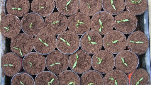 ��� ���������� � ������� �� ������� �������: ����������� ������