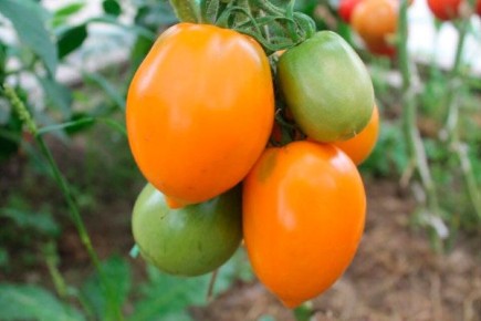 ������ ����� �����: �������� � ������ �����