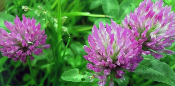 ���������� ������������ ������� ��� ���� � ��������