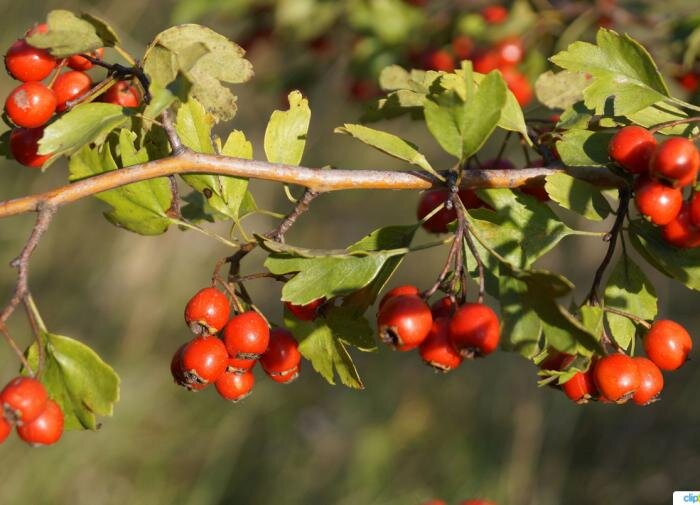 Почему боярышник радует не только садоводов