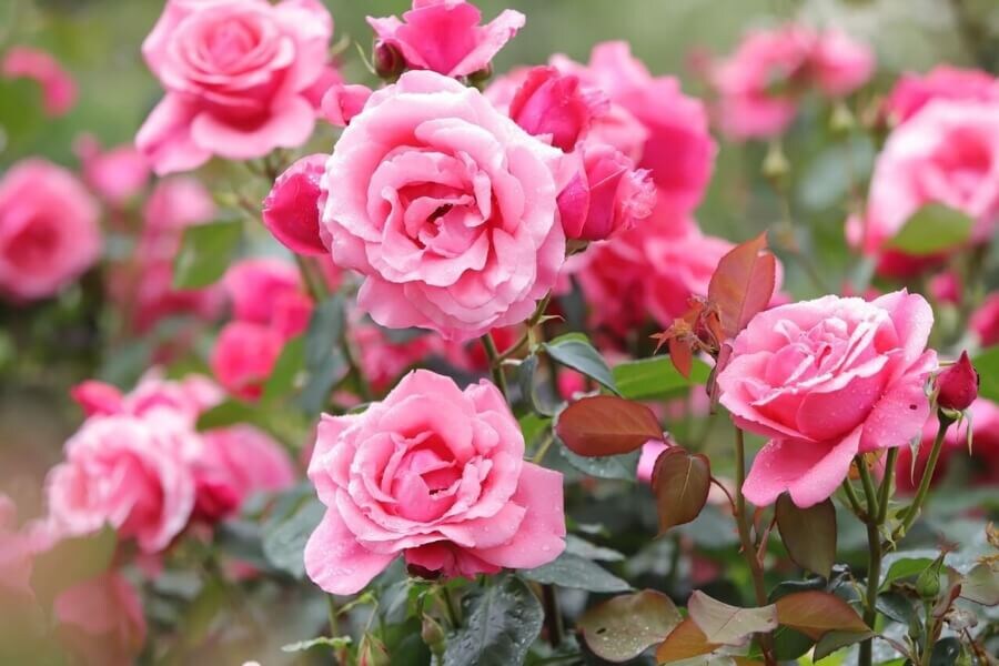 Правила подкормки роз в июне и июле: советы для каждого сорта