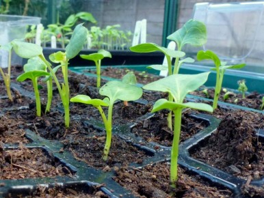 Как правильно перевозить рассаду