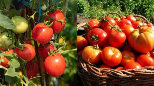 Травяное удобрение: секреты приготовления для максимального урожая