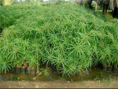 ������ ���� � ��������� ��������: ��� �������� ���������� �����������