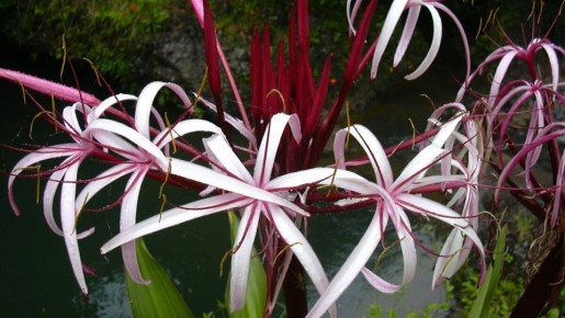 Искусство выращивания луковичных цветов в горшках для начинающих