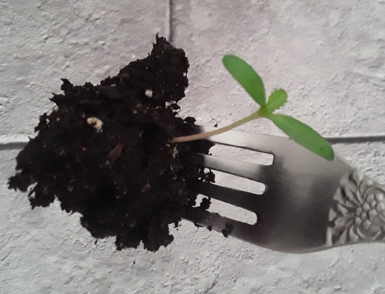 Когда сеять бархатцы для удачного цветения в открытом грунте?