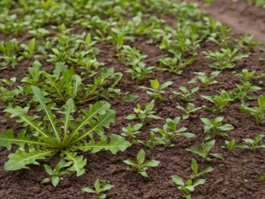 Сорняки, угрожающие вашему урожаю: как защититься от чертополоха, пырея и крапивы