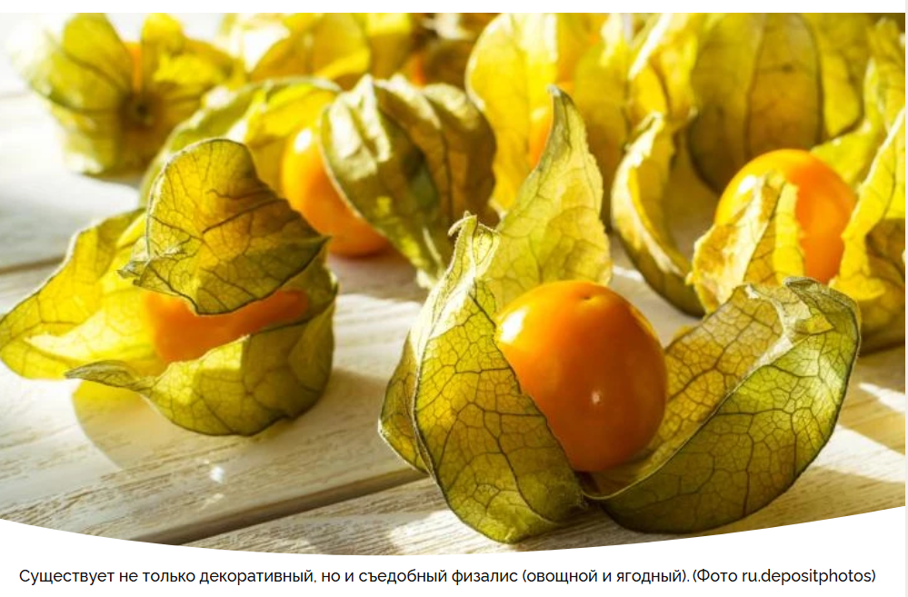 Физалис: от посева до сбора урожая – секреты успешного выращивания