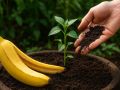 Натуральное удобрение из банановой кожуры: тайный помощник для растений