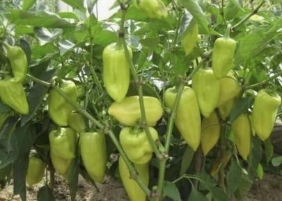 Секреты успешной августовской прищипки перцев и баклажанов