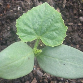 Как расстояние между огурцами влияет на урожай: советы дачникам