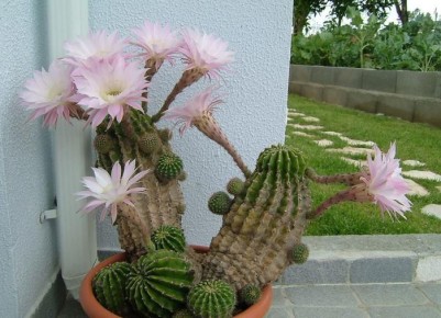 Какие комнатные растения лучше оставить за порогом: народные приметы