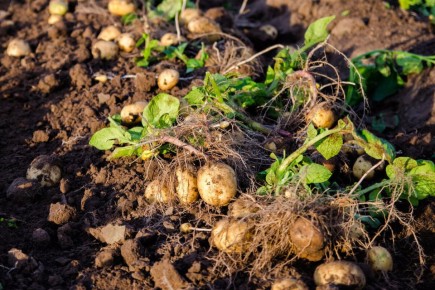 ��� ���������� ������� �������� �������� �� 12 ������� � �����