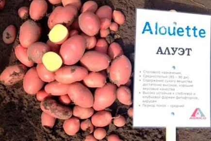 ��������� �����: ��� ��������� �������� ������