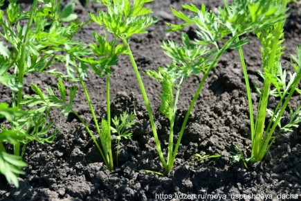 Как вырастить морковь: три ключевых этапа для густой ботвы и хорошего урожая