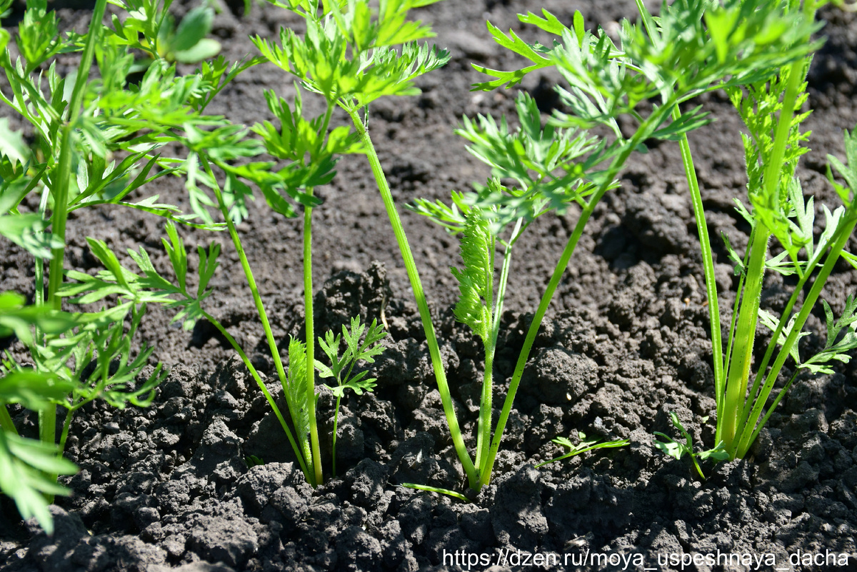 Как вырастить морковь: три ключевых этапа для густой ботвы и хорошего урожая