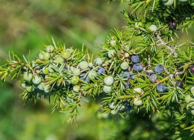 ��� ��������� ������������: ������ �� ����� � ����������