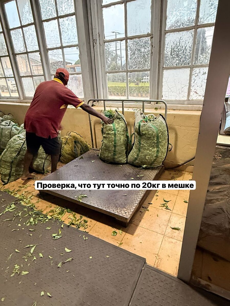 Цейлонский чай: от кофейных плантаций до мирового бренда