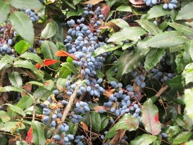 Магония падуболистная: удивительный кустарник с ягодами, о котором стоит узнать