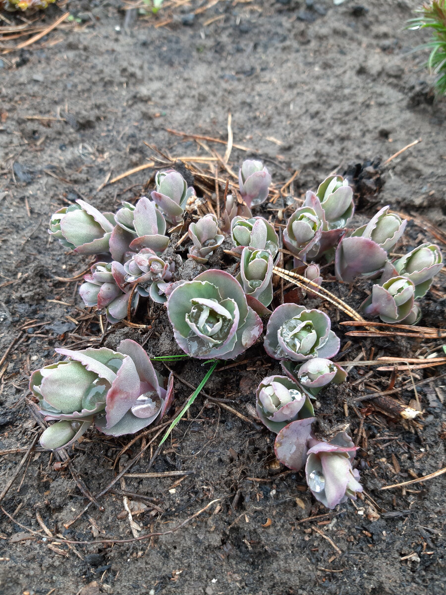 Когда пересаживать очитки для успешного роста