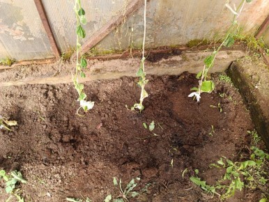 Проблема увядания листьев огурцов: причины и решения