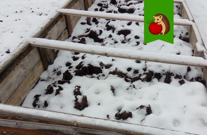 Как защитить растения в условиях малоснежной зимы