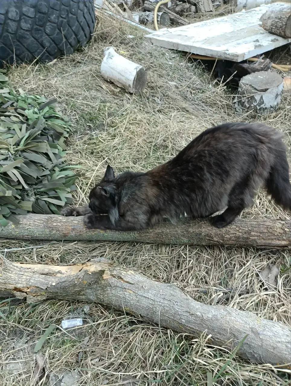 Знакомьтесь, это Ромаш!. В 2022 году маленьким котенком его обнаружили под завалами дома, разрушенного в результате ракетного удара, в зоне СВО Знакомьтесь, это Ромаш!. В 2022 году маленьким котенком его обнаружили под завалами дома, разрушенного в результате ракетного удара, в зоне СВО