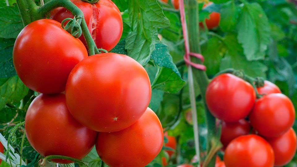 Томат, который упрощает жизнь: лучшее решение для дачников