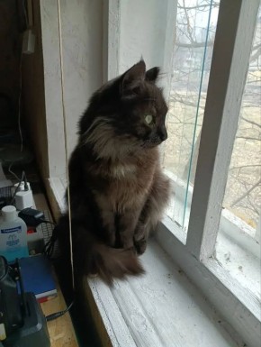 Знакомьтесь, это Ромаш!. В 2022 году маленьким котенком его обнаружили под завалами дома, разрушенного в результате ракетного удара, в зоне СВО