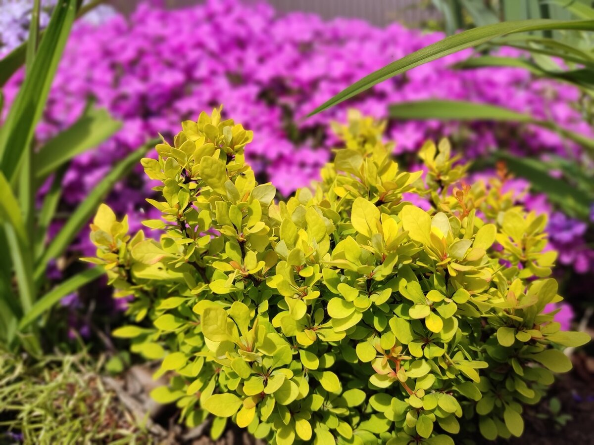 Барбарисы: идеальные кустарники для компактного сада