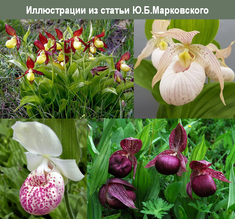 Орхидеи для северных садов: где найти уникальные башмачки