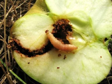 Как защитить яблоню от плодожорки и сохранить урожай