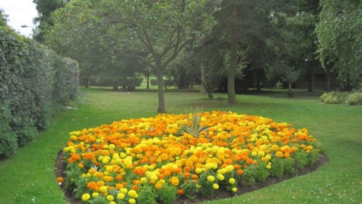 Как создать идеальные клумбы: советы по садоводству