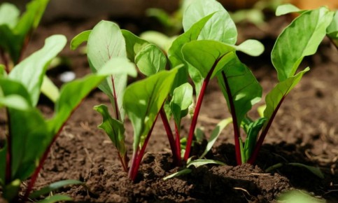 Как добиться пышной свекольной ботвы и сладких корнеплодов: секреты успешного огорода