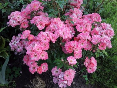 �������������� ���� Ferdy: ������� ����� � ������������ ��������