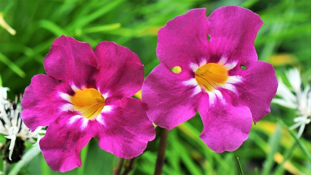 Инкарвиллея: редкий цветок, который преобразит ваш сад