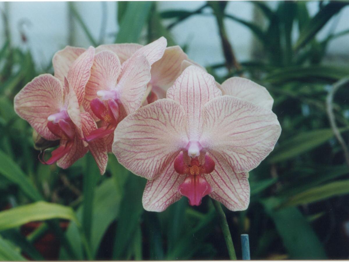 Цветочный аквариум: неожиданный способ ухода за орхидеями