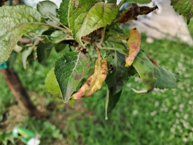 Как сохранить яблоневые деревья: борьба с бурой пятнистостью