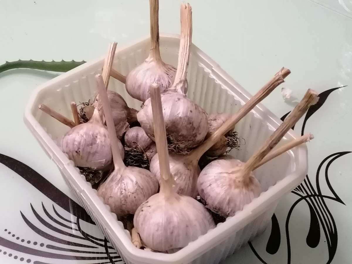 Как правильно хранить чеснок: ключевые советы и секреты