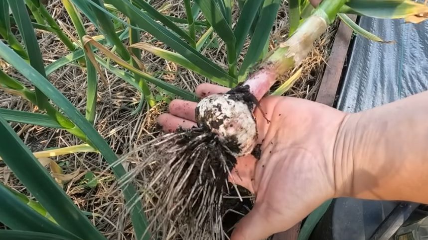 ��� ��������� ������� ������ ��� �����: ��� ������� ������� ���������