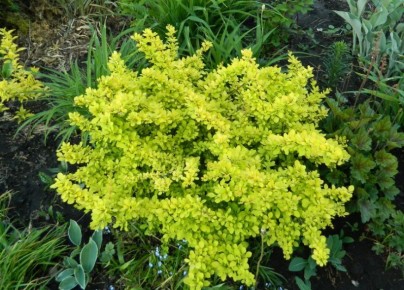 ��������: ������� � ������, ������� ����� ����� � ����