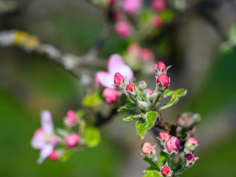 ������ ������ ��� ��������: ������ ���� �� �����������