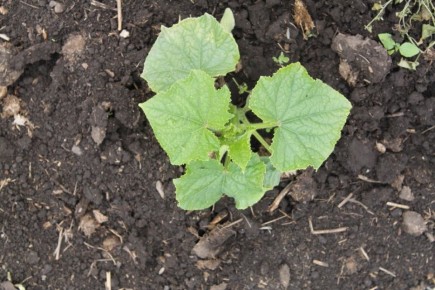 ������ ����� �������: ��� ������� ������ ������ ���� � ����