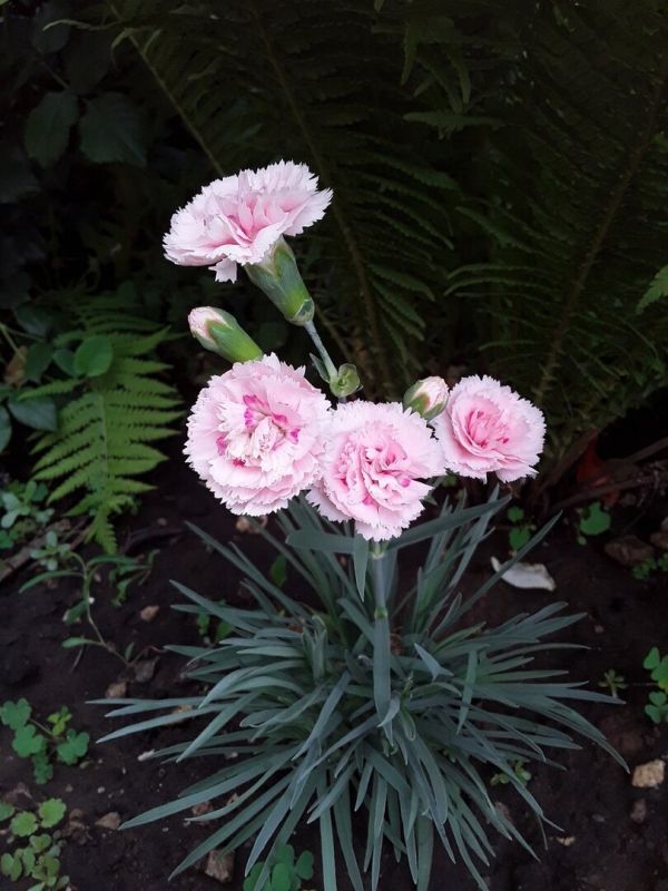 ����������� ��������: ��� ���� ������ ������� ������