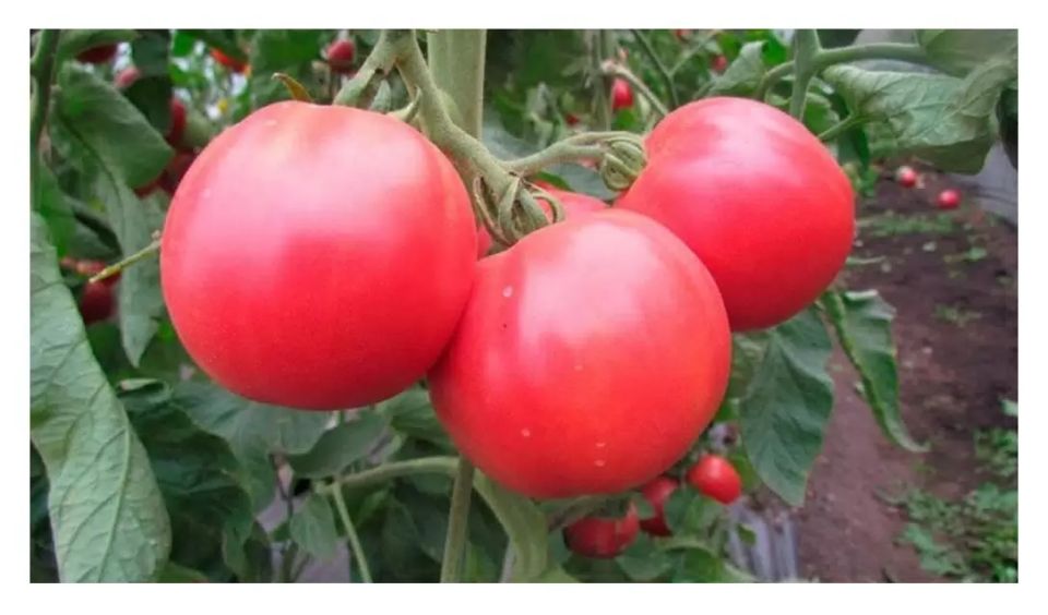 ��� ��������� ������, ������� �������� ����� ������ � �������� �� ���������