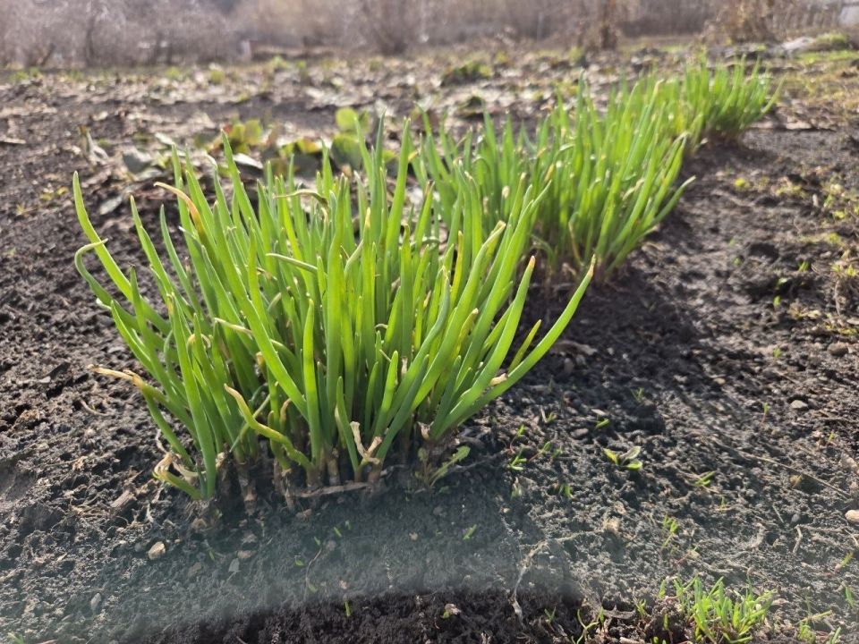 � ������ �����, �� ��������� ��������!