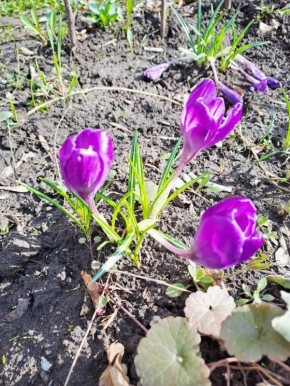 ���������� ��� ������ ����� ������ ����������, ������������ ������ ����� � ������ ����� �����