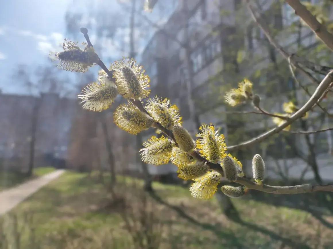 5 апреля – Вербное Воскресенье или Вход Господень в Иерусалим 5 апреля – Вербное Воскресенье или Вход Господень в Иерусалим