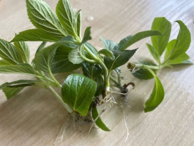 ����� ������� ������ ���������� ���������: ����� �� 100%